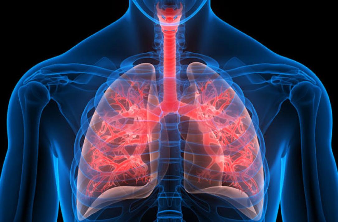 Akciğer Nedir? Ne İşe Yarar? Hastalıkları Nelerdir?